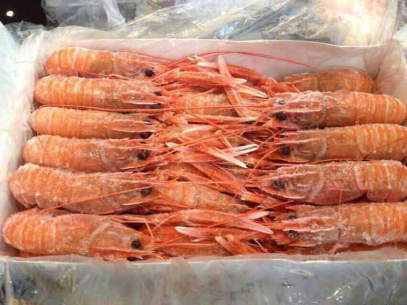 供应特价印尼野生海鳌虾