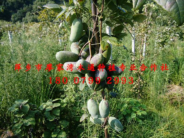供应用于水果|鲜果的江西八月瓜三叶木通专业种植合作社