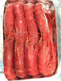 供应西班牙红魔虾