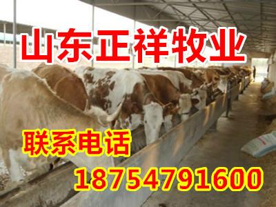 供应忻州小牛犊多少钱一头 西门塔尔牛养殖视频 济宁西门塔尔牛价格图片