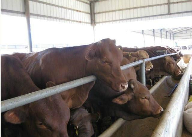 供应鲁西黄牛养殖场，鲁西黄牛批发商，鲁西黄牛价格