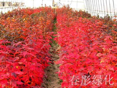 临沂市生命力旺盛的四季红点红枫厂家供应生命力旺盛的四季红点红枫