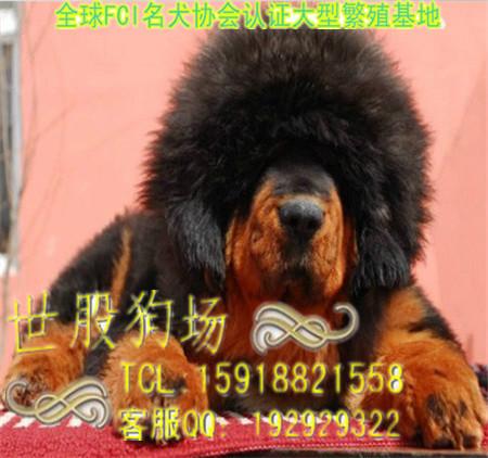 广州藏獒犬大概价格多少批发