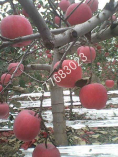 供应陕西红富士苹果批发价格，纸袋红富士苹果/膜袋红富士苹果批发价格图片