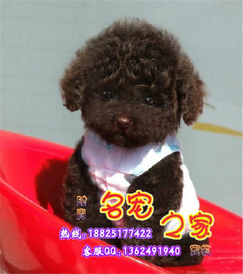 供应泰迪犬宠物出售广州哪里买泰迪熊