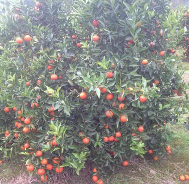 供应用于种植的正宗江西东方红橘种苗批发图片