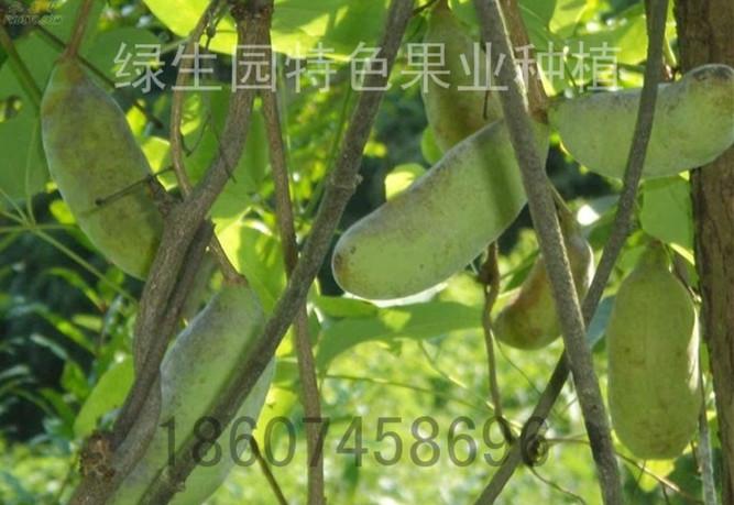 怀化市绿生园中华第一水果八月炸种子种苗厂家