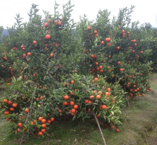 供应用于种植的永福县东方红橘种苗批发图片