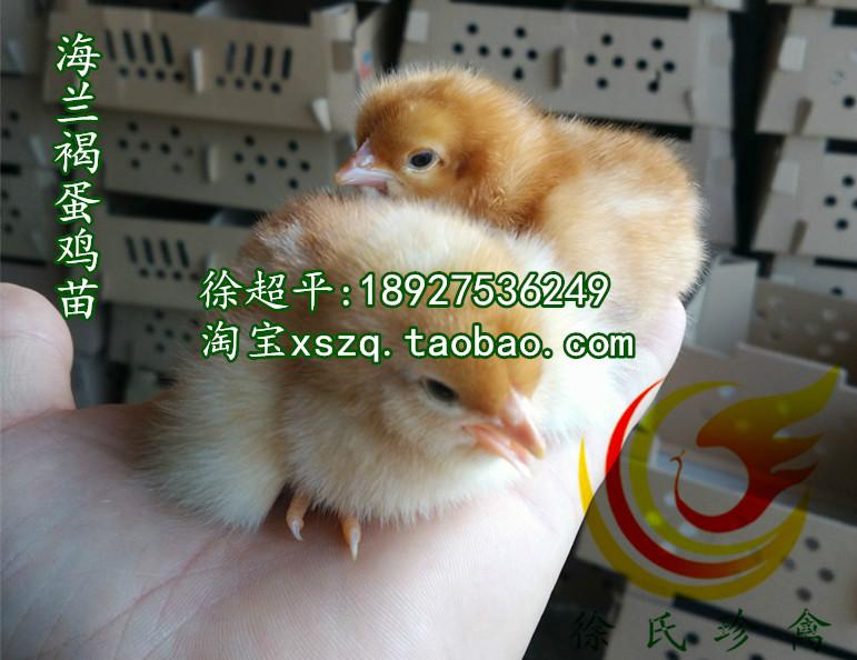 供应梅州蛋鸡苗-年高产300枚蛋鸡苗出售