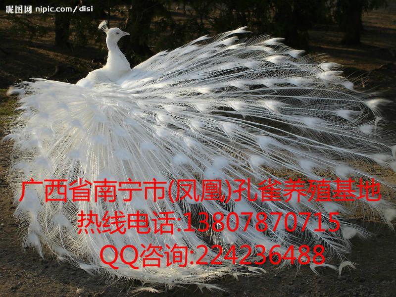 广西省白孔雀标本批发最低价格批发