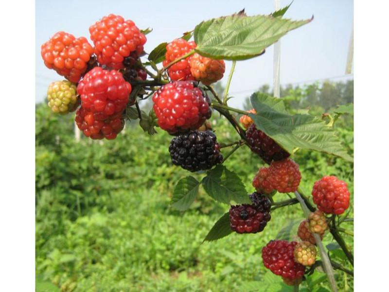 供应优质红莓黑莓苗