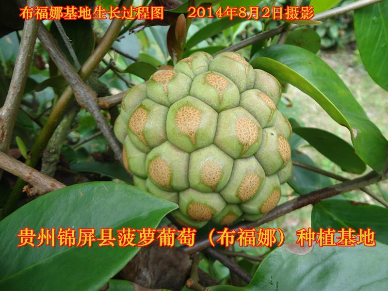 黔东南苗族侗族自治州海南菠萝葡萄种苗供货商厂家