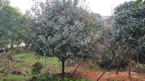 供应红叶石楠树,80-120红叶石楠树