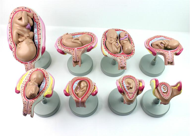 供应计划生育模型 妊娠胚胎发育过程模型