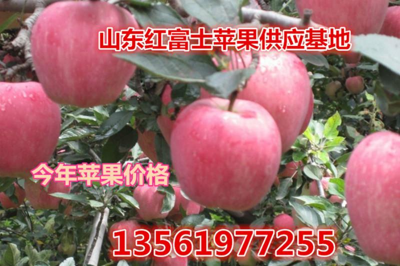 供应烟台苹果 烟台苹果价格 红富士苹果价格图片