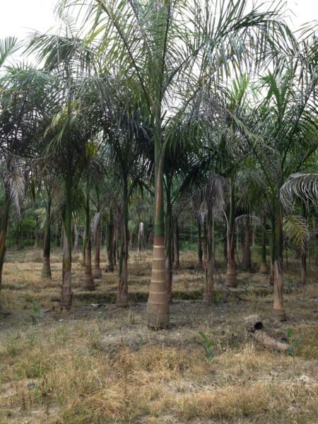 供应大王椰子树，哪里有大王椰子树，大王椰子树价格，大王椰子树种植基地，大王椰子树多少钱一棵