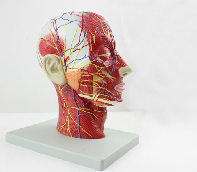 头颈浅表神经血管肌肉模型批发