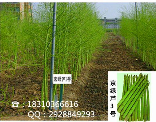 供应高产优质芦笋种子/京绿芦3号图片