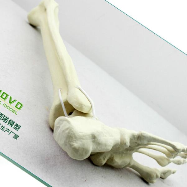 供应骨科手术摸拟Sawbone 仿真骨人工合成骨模型