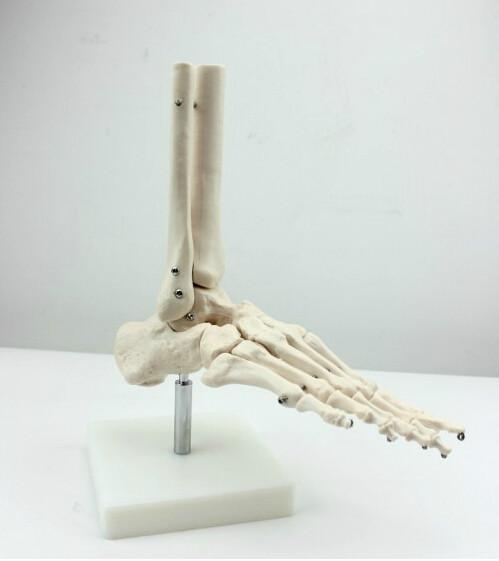 供应脚关节胫骨腓骨足骨模型踝关节模型骨骼模型，人体模型