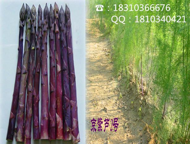 供应紫色芦笋种子/芦笋销售公司图片