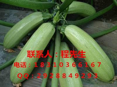 北京市耐热西葫芦种子/角瓜种子厂家