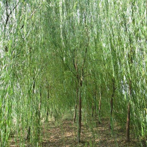 九江市上海垂柳树厂家供应上海垂柳树、上海垂柳树哪里有批发、上海垂柳树哪里有卖、南昌垂柳树