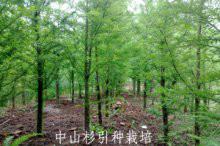 上海落羽杉水杉报价，种子绿化苗木批发，上海落羽杉水杉价格