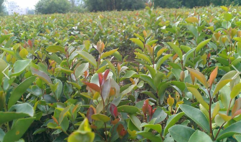 供应广西柳州高产软枝油茶嫁接苗