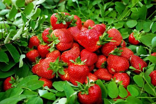 供应新鲜草莓果肉，哪里可以买到袋装的新鲜的草莓果肉，新鲜草莓果肉配送