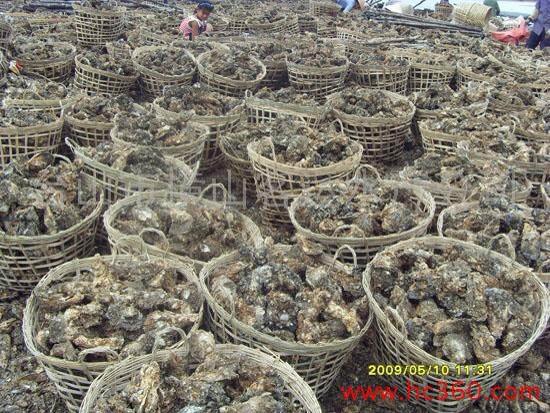 阳江程村红木生蚝（牡蛎）养殖场