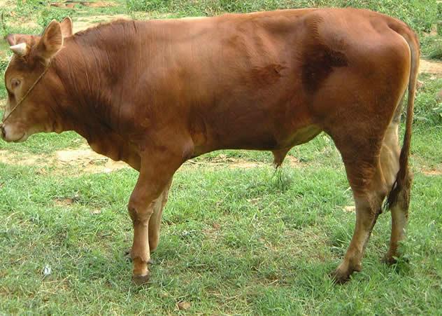 供应纯种鲁西黄牛肉牛最新价格养殖技术