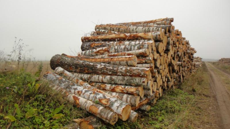 供应桦木原木俄罗斯进口，直径20cm以上桦木原木
