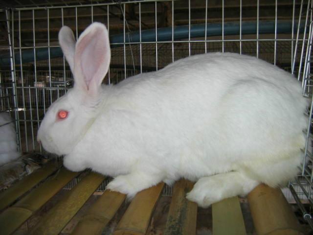 供应加利福尼亚兔肉兔种兔，有没有卖肉兔种兔的肉兔养殖场图片