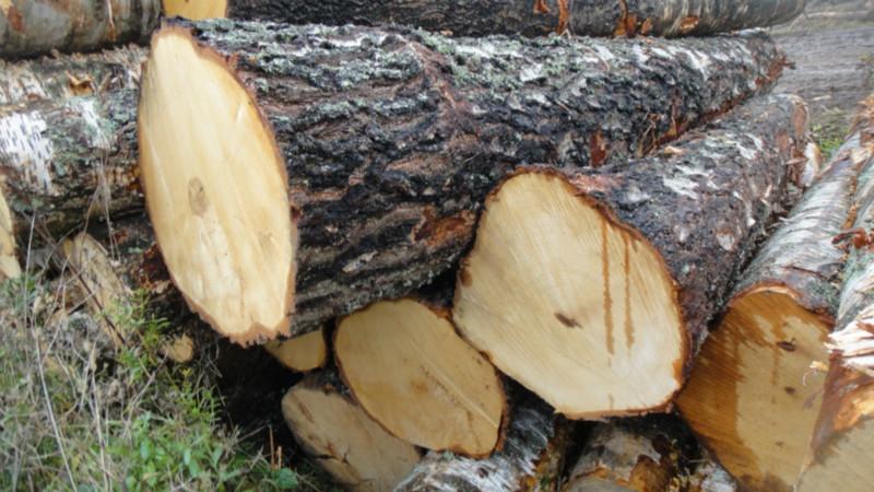 供应高品质桦木木方板材,欧洲纯进口毛边板材,桦木实木木板材