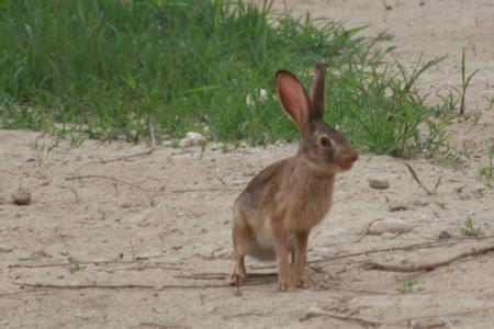 供应杂交野兔,杂交野兔多少钱一只,杂交野兔养殖技术