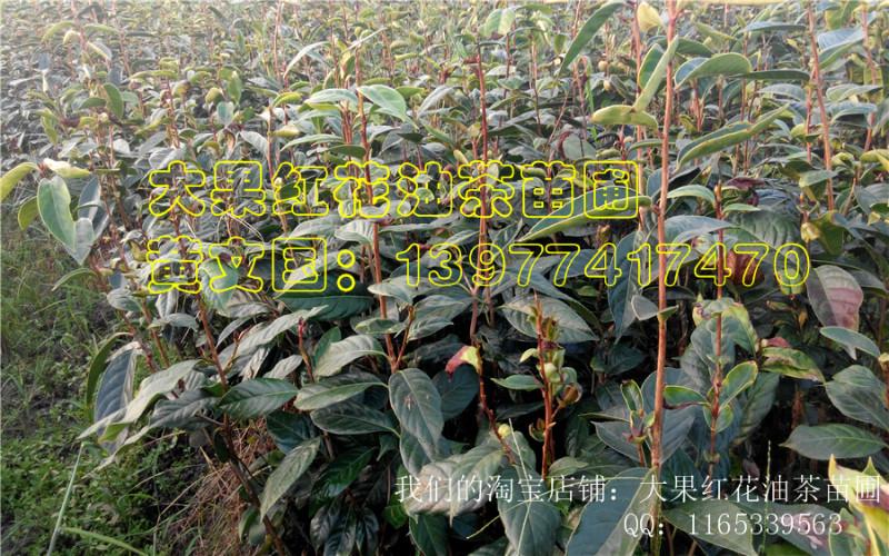供应红花油茶树苗1，红花油茶树苗1报价，红花油茶树苗1产地