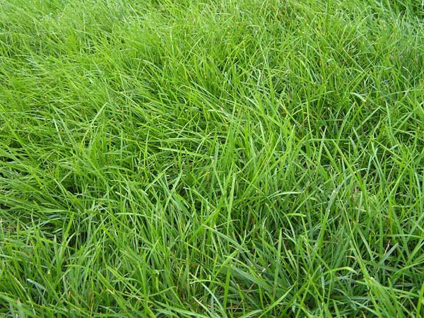 供应美国原装进口百喜草 百喜草草坪种子 暖季型草坪