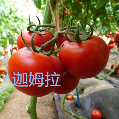 供应寿光市晨宏种业经营高档西红柿种子