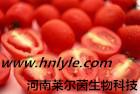 番茄红素  河南洛阳 原料药厂家 价格优惠