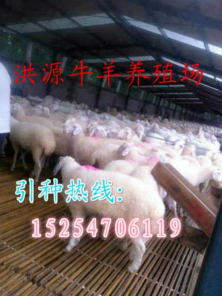 供应肉羊品种什么品种的羊适合圈养