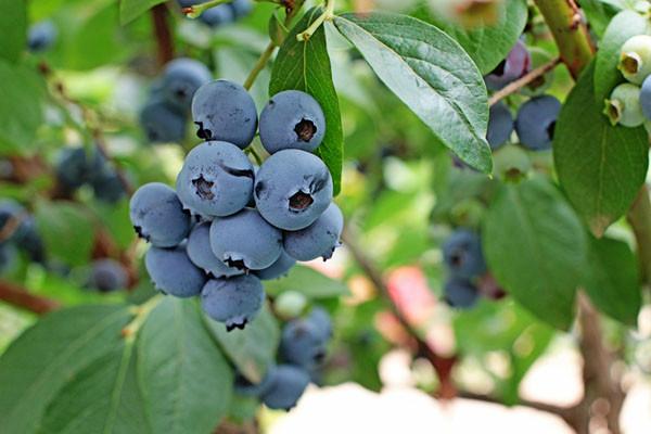 供应正品保活蓝莓苗、品种齐全、量大从优