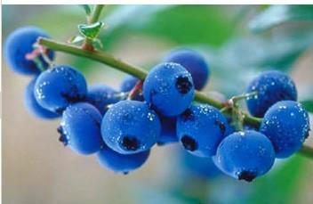 供应正品保活蓝莓苗、品种齐全、量大从优