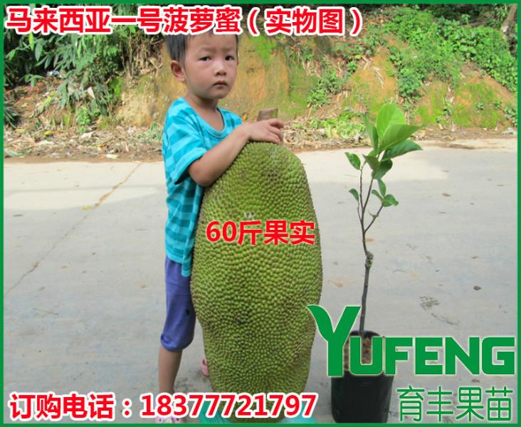 广西果苗场供应广西哪里有长果桑苗销售 果桑之王-台湾四季长果桑苗 桑葚树苗 当年结果