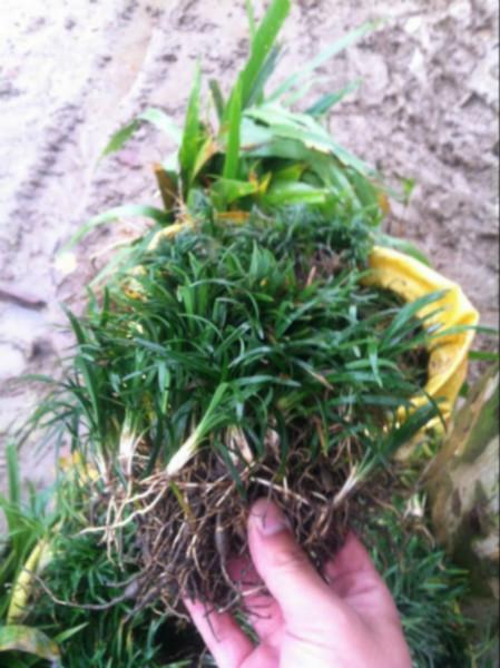 江苏日本矮麦冬草价格 玉龙草基地 地被绿化苗木种植图片