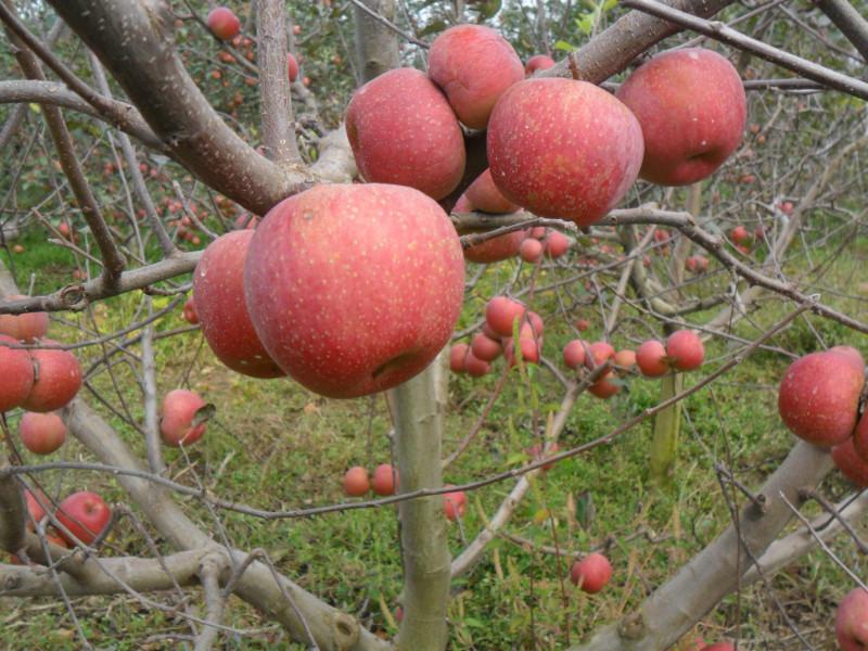 供应用于新鲜水果苹果|云南昭通苹果|丑苹果的云南昭通苹果青苹果金帅红富士苹图片