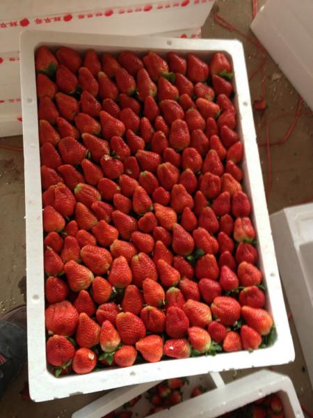 供应山东甜查理草莓草莓苗图片