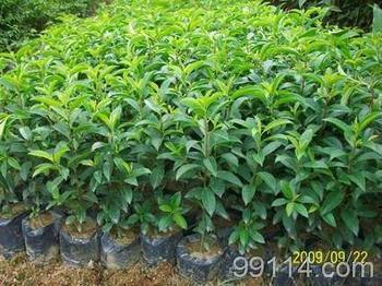 供应优质木棉苗，广西木棉苗种植基地，广西木棉苗报价