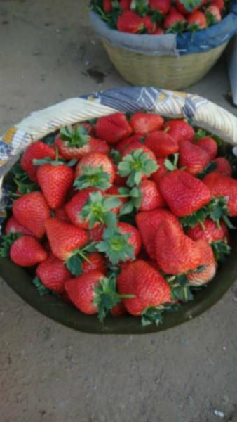 供应全国新鲜有机草莓供应