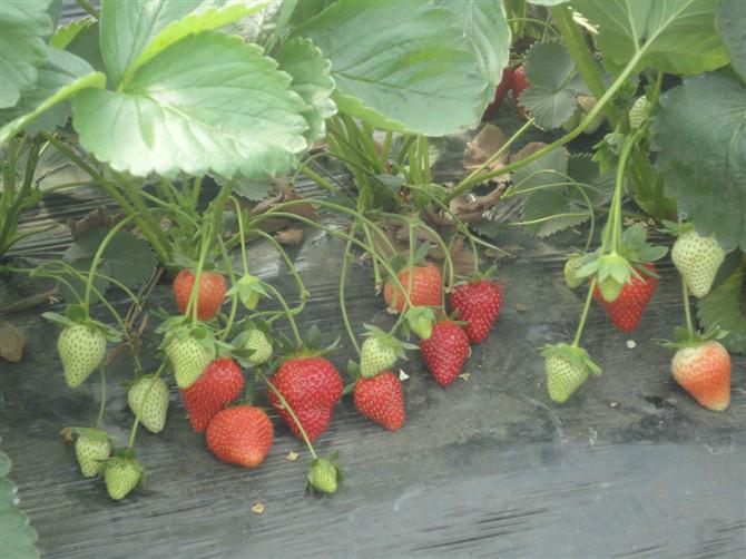 供应速冬草莓加工果供应